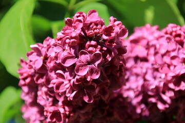 Purple Lilac (Syringa vulgaris) flowering plant closeup in the summer. Bunch of purple  flowers on branch tree with green leaves 