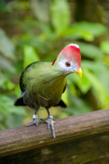 The red-crested turaco (Tauraco erythrolophus) is a turaco, a group of African Otidimorphae birds. It is a frugivorous bird endemic to western Angola. 