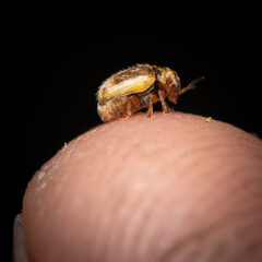 tiny beetle on finger