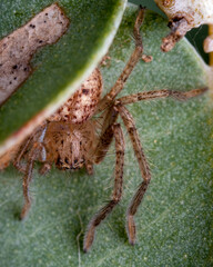 spider on a leaf