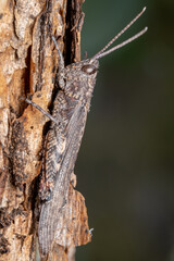 grasshopper on a tree