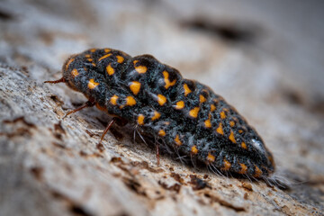 Mealybug