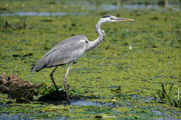 Grey heron - Starc cenusiu - Ardea cinerea