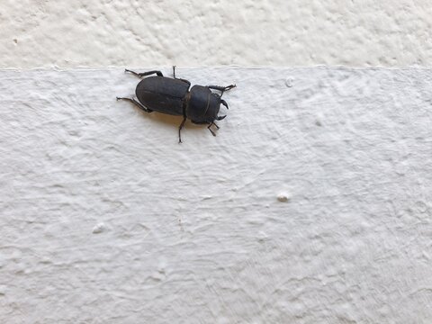 Insecte