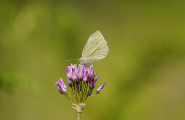 A Cabbage white butterfly, Pieris rapae, is feeding on Rosy garlic, Spain.