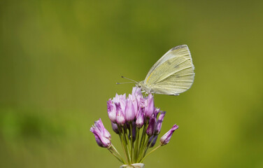 A Cabbage white butterfly, Pieris rapae, is feeding on Rosy garlic, Spain.