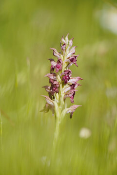 Anacamptis coriophora, bug orchid, Orchis coriophora ssp fragans, Andalusia, Spain.
