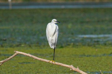 Little egret - Egreta mica - Egretta garzetta