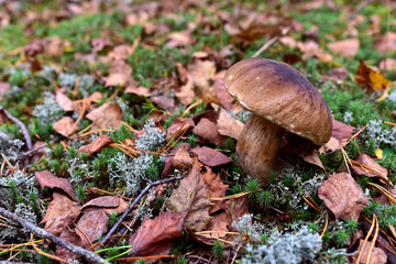White mushroom in forest in autumn season. Big boletus grows in the wildlife against the background of green moss. Porcini bolete mushrooms. Season for picked gourmet mushrooming.