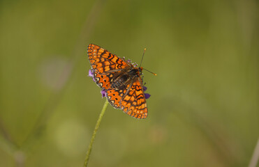 Marsh fritillary, Euphydryas aurinia Beckeri, Spain, Europa.