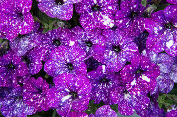 Close up view of petunia flower blossoms called: Night Sky Petunia. Purple color petunia blossoms with white spots, looking like galaxy.