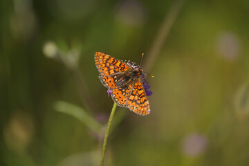 Marsh fritillary, Euphydryas aurinia Beckeri, Spain, Europa.