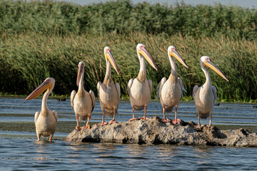 Great white pelicans - Pelicani comuni - Pelecanus onocrotalus