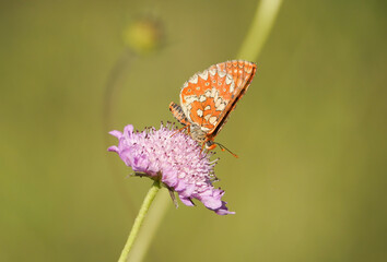 Marsh fritillary, Euphydryas aurinia Beckeri, Spain, Europa.