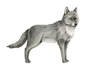 Wolf watercolor illustration. Grey arctic wolf animal hand drawn image. Wildlife Canada, Taiga forest predator. Single standing lupus. Gray furry animal