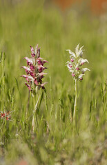Anacamptis coriophora, bug orchid, Orchis coriophora ssp fragans, one white variation, Andalusia, Spain.