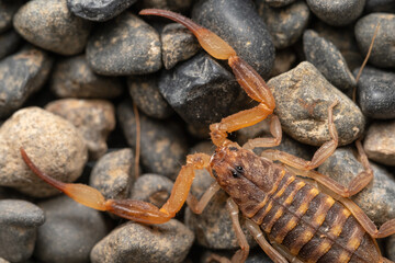 Scorpion on rocks