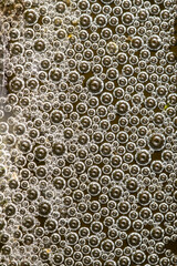 Bubbles on water