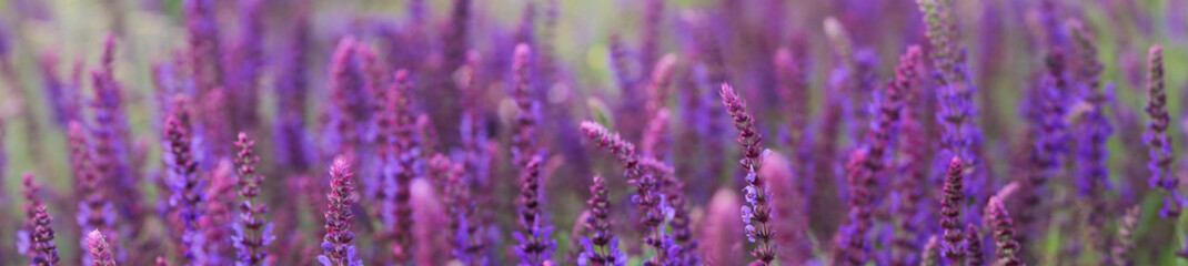 Blooming field with purple sage. Floral background.