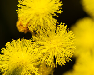 Wattle flower.