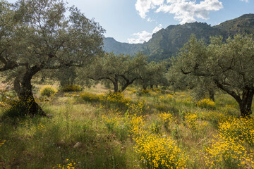 Mountain range with olive orchard in spring. at Ojen, Malaga province, Andalusia, Spain.