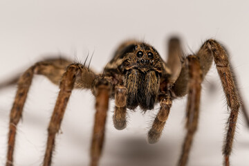 Wolf spider