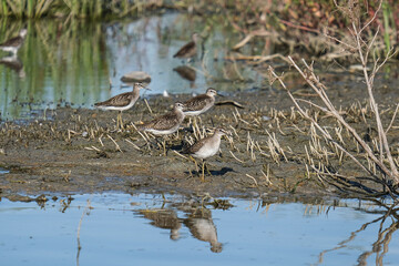 Wood sandpiper - Fluierar de mlastina - Tringa glareola
