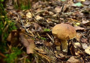 Two porcini white mushrooms, large and small, grow in the forest against a background of green grass. Bolete mushroom in wildlife in of sunbeams. Mushrooming harvesting season.
