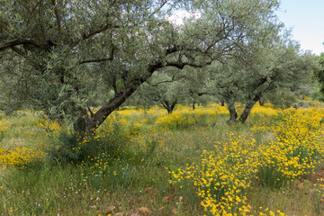 Abandoned Olive orchard in spring. at Ojen, Malaga province, Andalusia, Spain.