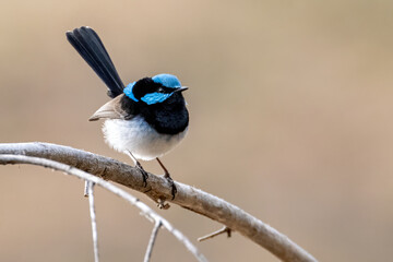 Superb Fairy Wren