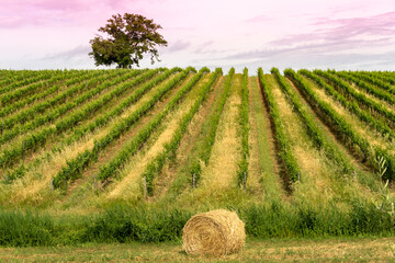 Italy Tuscany Grosseto Maremma, trekking excursion in the Marremman landscape, field flowers Hikers and insects