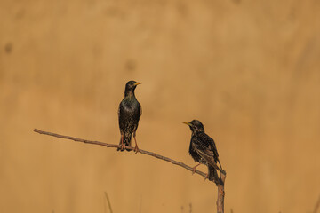Graur - Common starling - Sturnus vulgaris