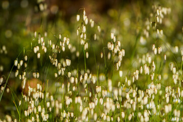 Fototapeta premium Briza maxima, quaking grass, Spain. 