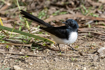 Willy Wagtail. 