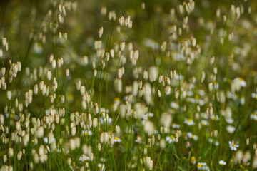 Briza maxima, quaking grass, Spain.
