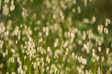 Briza maxima, quaking grass, Spain.
