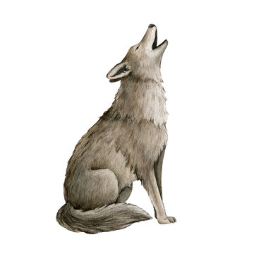 Howling wolf watercolor illustration. Grey wolf, coyot howl animal hand drawn image. Wildlife forest predator. Single howl lupus. Gray furry coyot animal sits