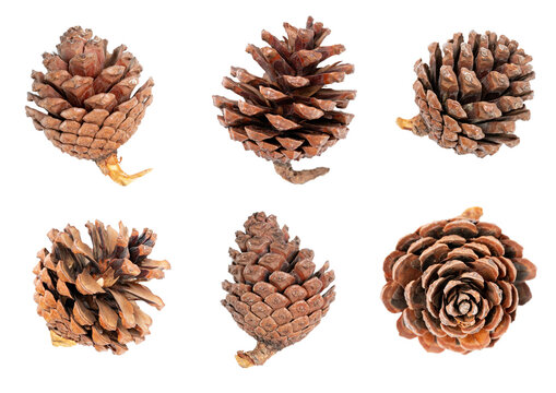 Pine cones isolated on white bacckground.