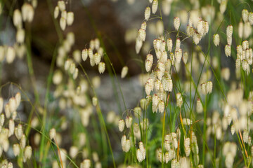 Briza maxima, quaking grass, Spain.
