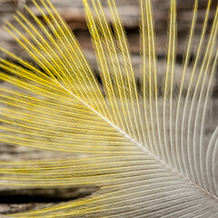 Feather.