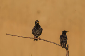 Graur - Common starling - Sturnus vulgaris