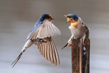 Welcome Swallows fighting. Hirundo neoxena