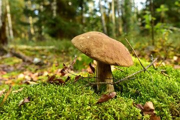 Porcini Cep White Mushroom King (Boletus Pinophilus) Mycelium grow in moss in a forest. Big bolete mushrooms in wildlife in of sunbeams.
