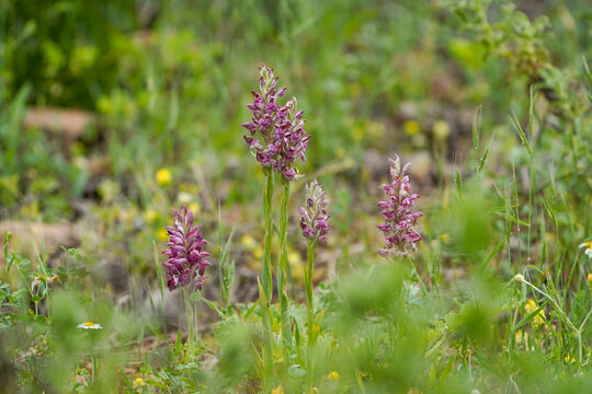 Anacamptis coriophora, bug orchid, Orchis coriophora ssp fragans, Andalusia, Spain.