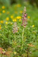 Fototapeta premium Anacamptis coriophora, bug orchid, Orchis coriophora ssp fragans, Andalusia, Spain.