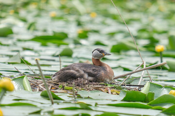 Corcodel cu gat rosu - Red-necked grebe - Podiceps grisegena