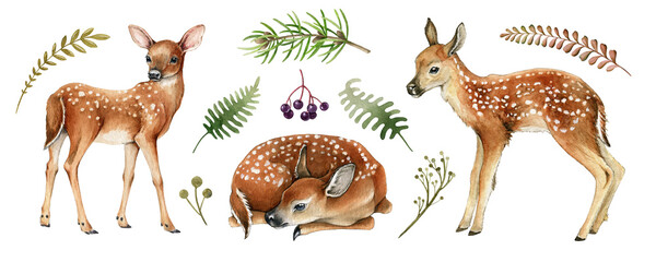 Forest deers. Beautiful fawn image. Watercolor bambi illustration. Wild young deer animal with white back spots, fern, grass elements. Forest and park wildlife animal set on white background
