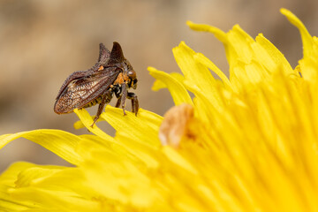 Plant Hopper on Dandelion