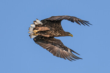 White-tailed eagle - Codalb - Haliaeetus albicilla
