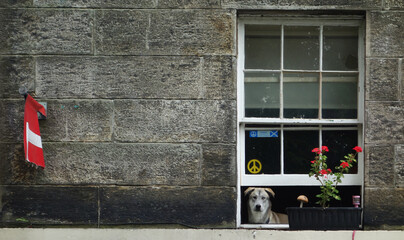 a beautiful but irritated dog stands at the window and watches the world outside.. Dunfermline, Scotland